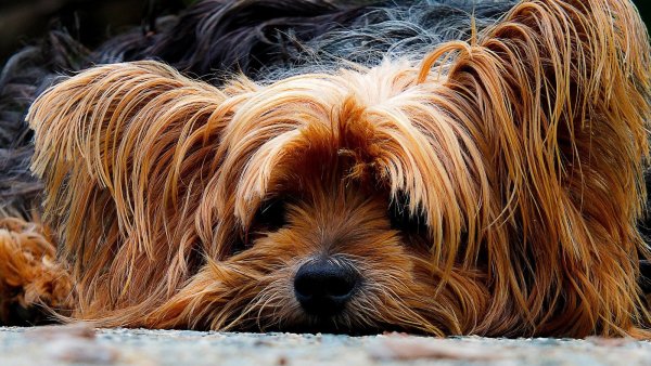Unter den beschlagnahmten Hunden waren auch einige Yorkshire Terrier. - © Symbolbild: Pixabay