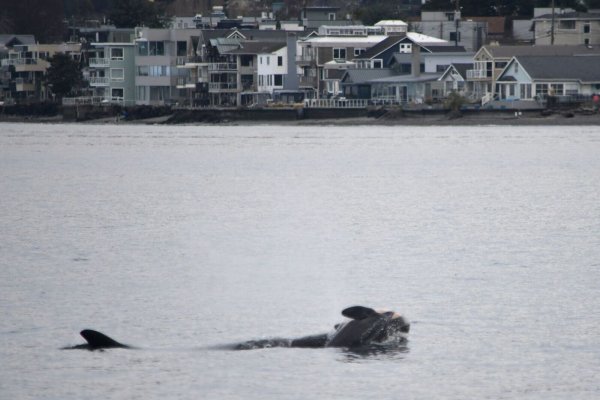 Das NOAA-Forschungsteam schreibt auf Instagram, es wolle die Trauer des Schwertwal-Weibchens respektieren. (Handout) - © Candice Emmons/NOAA Fisheries West Coast/AP/dpa