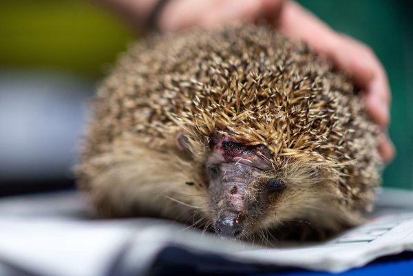 Mähroboter sind wahre Todesfallen für Igel. (Foto-Archiv) - © Marius Becker/dpa