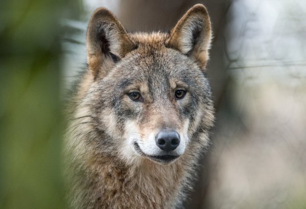 Wolf - © Foto: Bernd Thissen/dpa