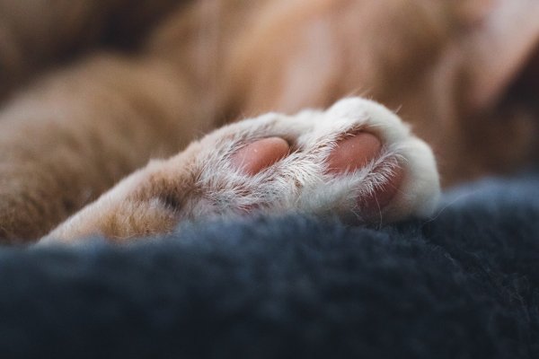Ein Ehepaar aus Kalletal ist wegen Verstoßes des Tierschutzgesetzes angeklagt - © Symbolbild: Pixabay