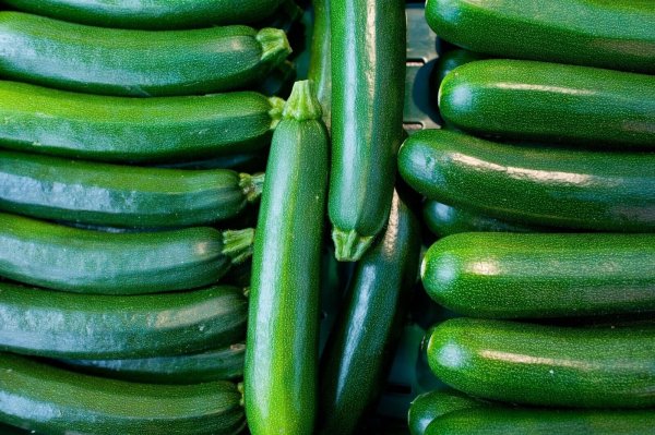 Und bitte nicht zu spät ernten: Bei einer Länge von rund 15 Zentimetern haben Zucchini das beste Aroma. - © Klaus-Dietmar Gabbert/dpa/dpa-tmn