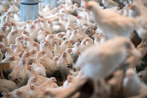 Für Geflügel im Kreis Kleve gilt wegen eines Geflügelpest-Ausbruchs in einer Schutzzone ab Samstag eine Stallpflicht - © Jens Büttner/dpa-Zentralbild/dpa