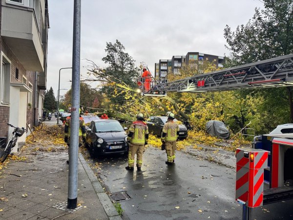 Sturmböen in Düsseldorf: Ein rund 50 Meter hoher Baum stürzt um. - © Feuerwehr Düsseldorf/dpa