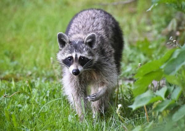 Waschbär - © Foto: Patrick Pleul