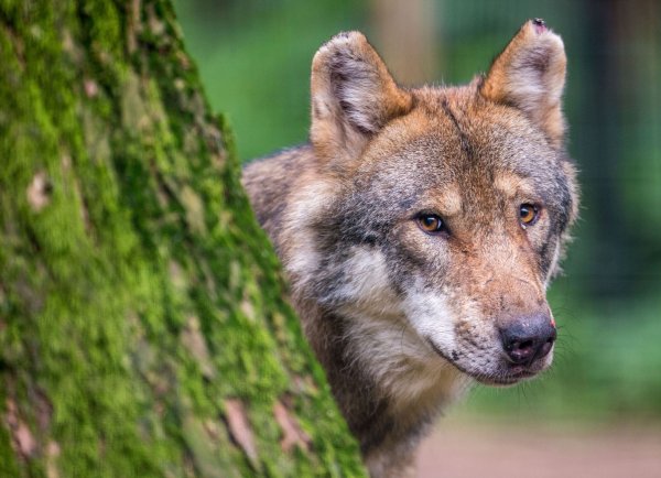 Ein Wolf schaut hinter einem Baum im Wildpark Poing hervor. - © Lino Mirgeler/dpa/Symbolbild