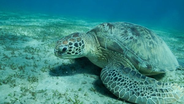 Eine Grüne Meeresschildkröte (Chelonia mydas) schwimmt im Roten Meer. Meeresschildkröten gehören zu den wandernden Tierarten. - © Andrey Nekrasov/Zuma Press/dpa