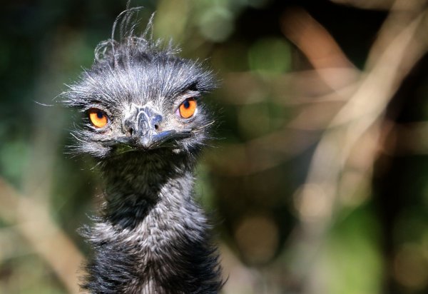 Ein in einem Zoo lebendes Emu steht in seinem Gehege. - © Roland Weihrauch/dpa/Archivbild