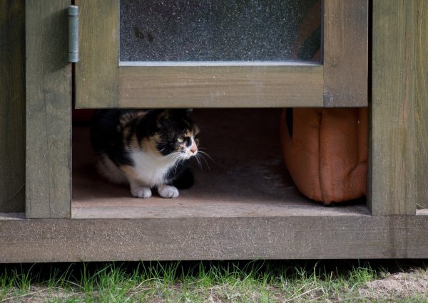 Haus für Katzen - © Foto: Soeren Stache/dpa