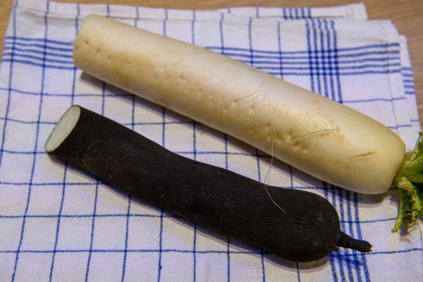 Ein Schwarzer Rettich liegt neben seinem weißen Bruder. Doch nicht nur die Farbe unterscheidet beide. Der Winterrettich hat ein festeres weißes Fleisch. - © Klaus-Dietmar Gabbert/dpa-tmn