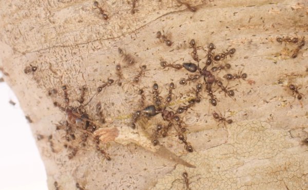 Gebietsfremde Großköpfige Ameisen (Pheidole megacephala) vertreiben heimische Crematogaster-Ameisen. - © Pat Milligan/University of Wyoming/dpa