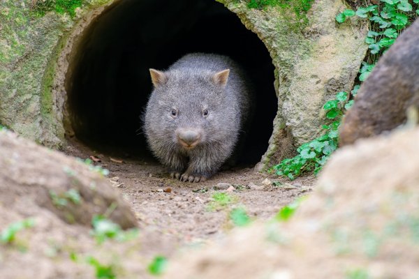 Der kleine Wombat Nandalie schaut aus einer Höhle. - © Mathias Appel/Zoo Duisburg/dpa/Archivbild