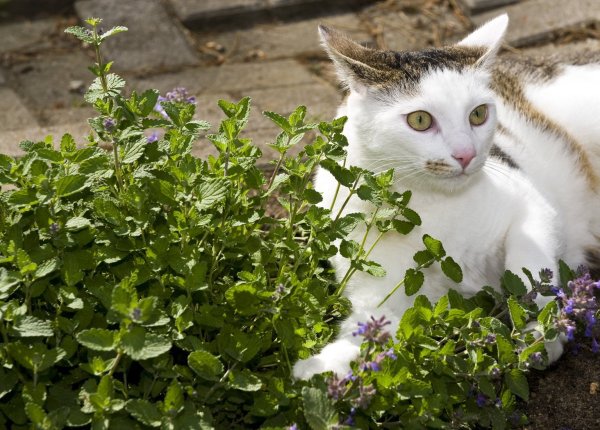 Magisches Kraut: Katzenminze - © Foto: dpa