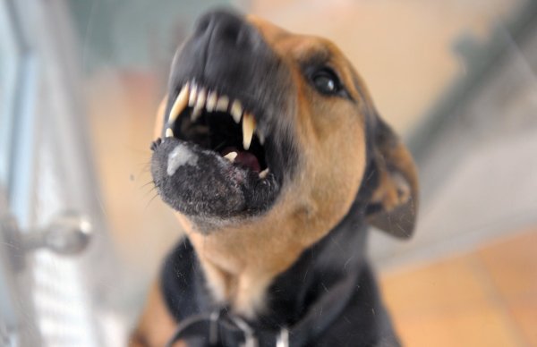 Hund beisst - © Foto: Soeren Stache/dpa-Zentralbild/ZB