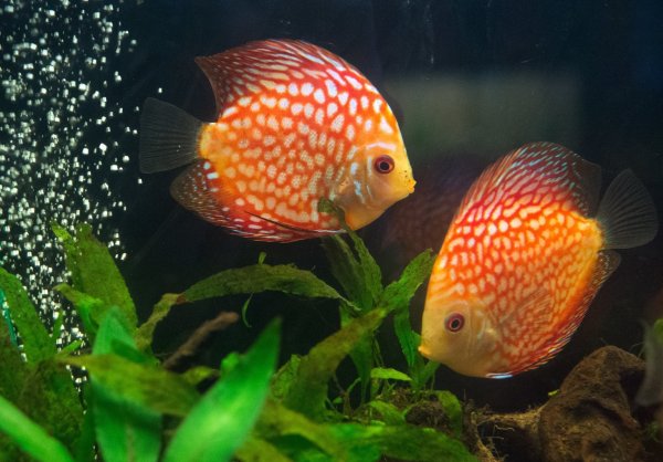 Diskusfische vertragen keine Hektik im Aquarium - © Foto: Andrea Warnecke/dpa-tmn