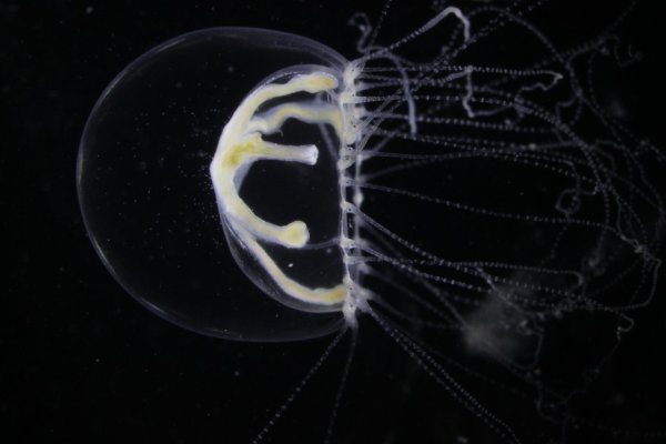 Neue Quallenart entdeckt - © Foto: Dr. Sven Dahlke/Biologische Station Hiddensee