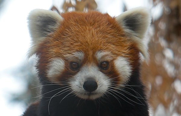 Der Rote Panda wird auch Katzenbär genannt (Symbolbild). - © Cristobal Escobar/Agencia Uno/dpa