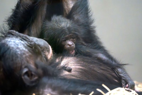 Das kleine Baby-Äffchen kuschelt sich an seine Mutter Chipita. - © Birger Meierjohann/Wilhelma Stuttgart/dpa