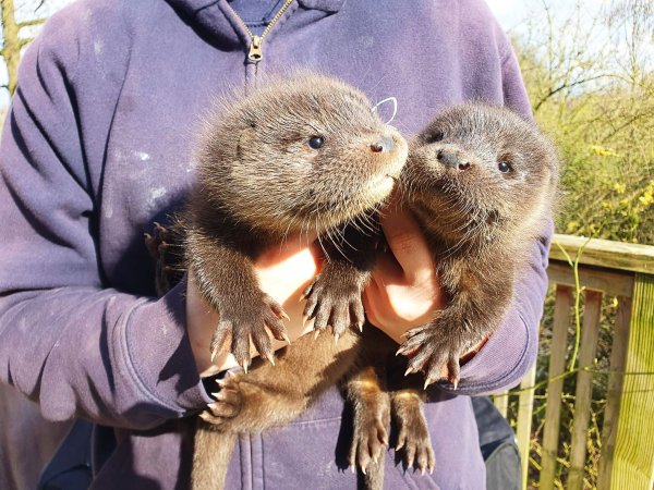 Harvey und Hazel haben sich in der Wildtierstation in Klein Offenseth-Sparrieshoop gut eingelebt. - © Katharina Erdmann/Wildtier- und Artenschutzzentrum/dpa