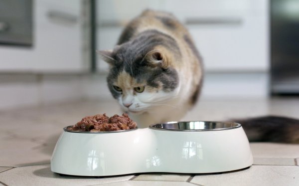 Katzenfutter - © Foto: Ina Fassbender/dpa-tmn