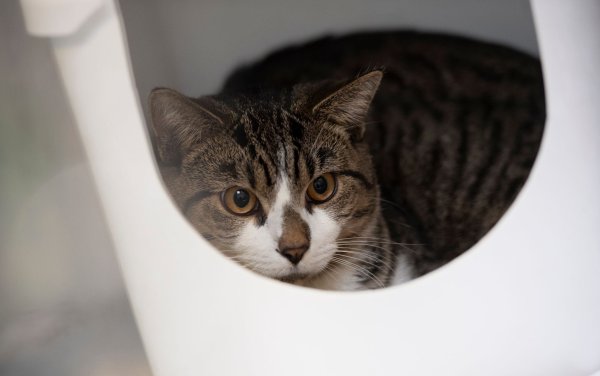 Eine Katze sitzt in einer Box. - © Paul Zinken/dpa/Symbolbild