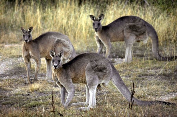 Das Känguru ist das ikonische Nationaltier Australiens und wird dennoch grausam gejagt. - © Mark Graham/AP/dpa