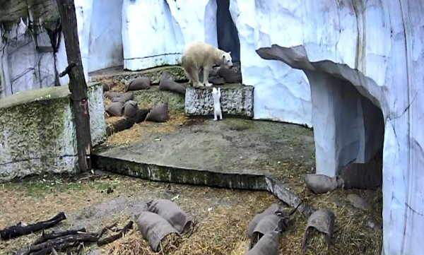 Das Eisbärbaby macht die ersten Erkundungen in der Außenanlage. - © Timo Deible/Zoo Karlsruhe/dpa