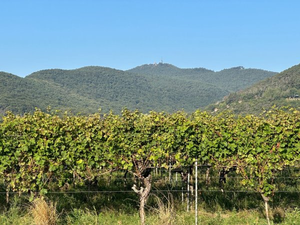 Dass Gipfelhöhen geändert werden müssen, ist tatsächlich selten - kommt aber vor. (Handout) - © -/LVermGeo RP/dpa