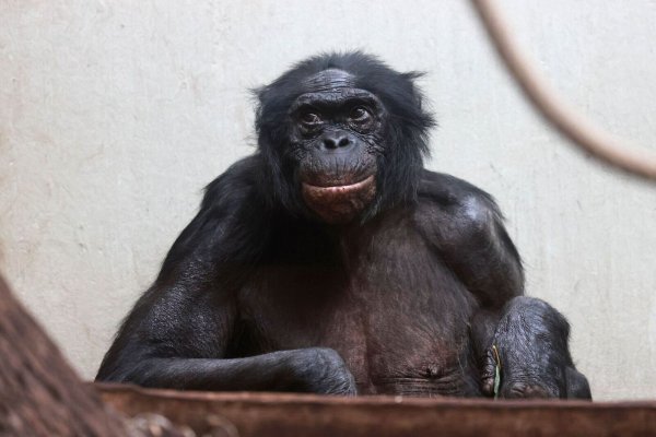«Mato» lebte 37 Jahre lang in Wuppertal. - © -/Zoo Wuppertal/dpa