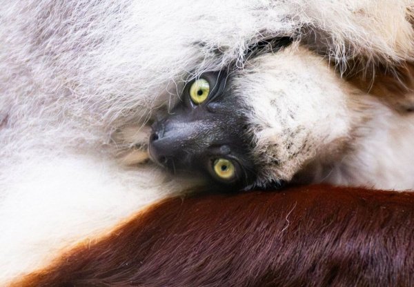 Zum ersten Mal auf dem europäischen Festland ist ein Coquerel-Sifaka geboren worden. - © Benjamin Westhoff/dpa