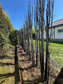Die Hecke ist abgebrannt. - © Löschzug Bösingfeld