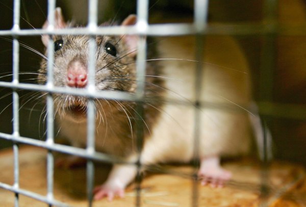 Ratte - © Foto: Ronald Wittek/dpa