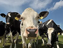 Vorschulkind an Ehec erkrankt - &copy; PETERSHAGEN