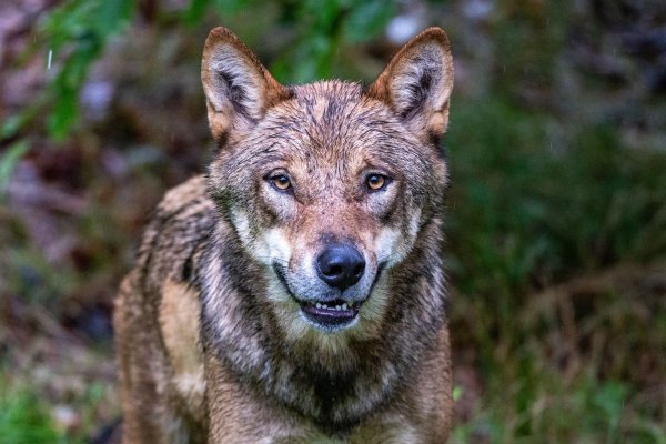 Höchstwahrscheinlich ein Wolf hat in den Niederlanden ein Kind angegriffen und weggeschleift (Symbolbild). - © Armin Weigel/dpa