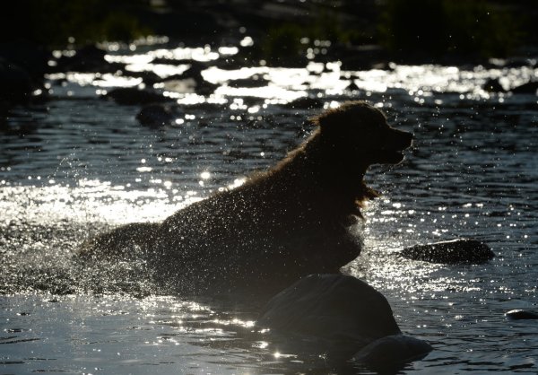 Hund beim Baden - © Foto: Patrick Seeger/dpa