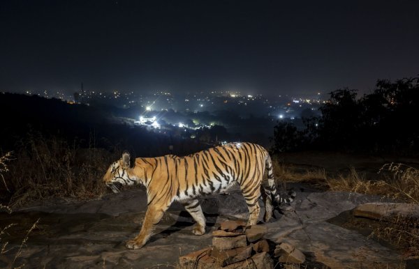 Ein Tiger bewegt sich außerhalb der indischen Stadt Bhopal. - © Yashpal Rathore/Science/dpa