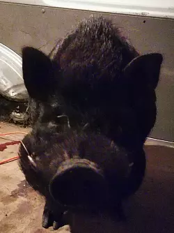 Das entlaufene H&auml;ngebauchschwein. - &copy; Sylvia Frevert