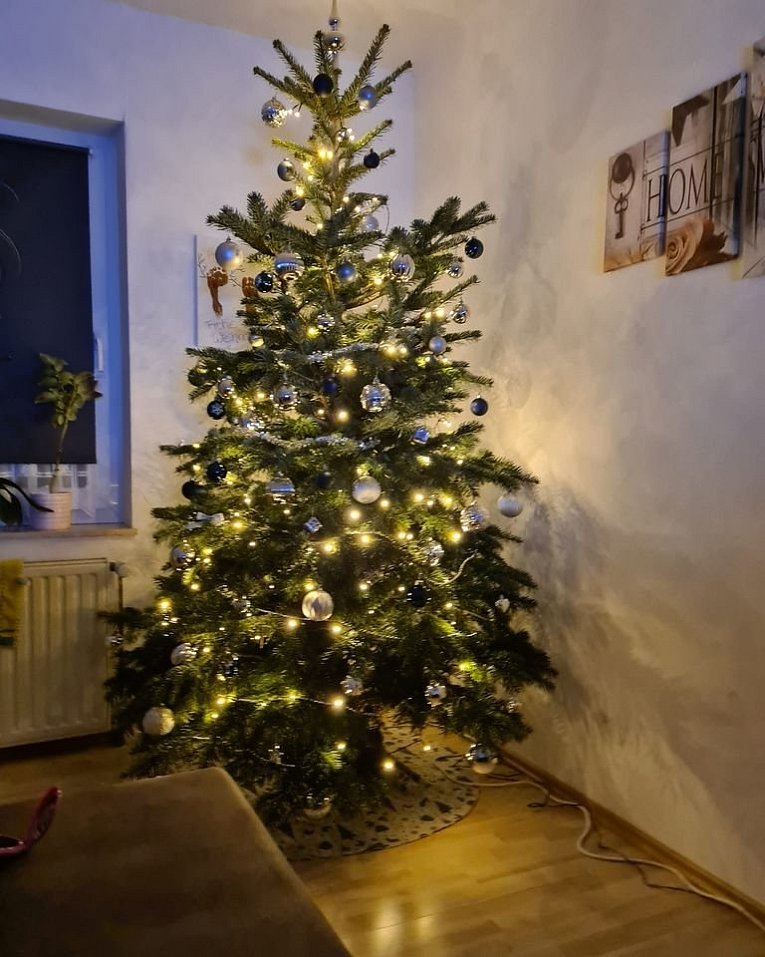 Weihnachtsbäume in Lippe