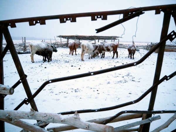 Die Mongolei wurde von einem extremen Wintereinbruch heimgesucht, dem viele Tiere zum Opfer fielen. - © Davaanyam Delgerjargal/dpa