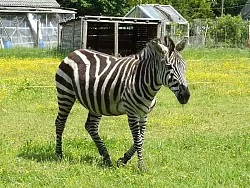 Exot "Afro" lebt auf dem Hof der Senner Reitgemeinschaft. - &copy; FOTO: HEIKE PFAFF