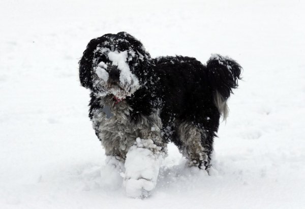 Hund im Schnee - © Foto: Andrew Milligan/PA Wire/dpa