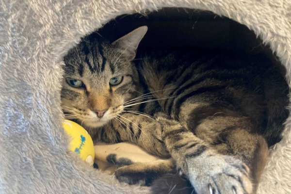 Kater Ben im Tierheim «Katzenparadies» Neustrelitz. - © Ulrike von Leszczynski/dpa