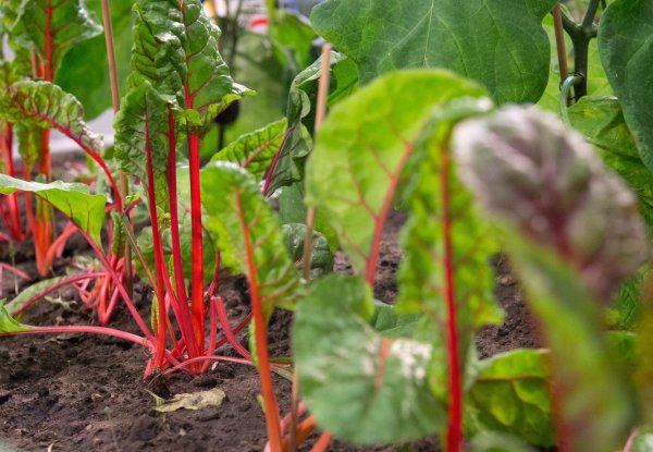 Mangold - © Foto: Andrea Warnecke/dpa-tmn