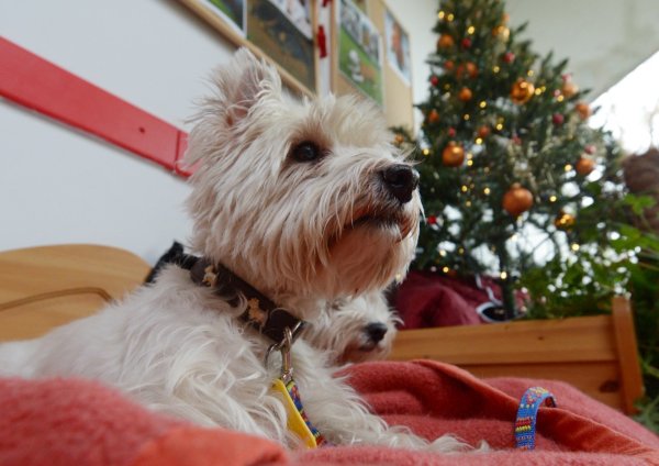 Hund - © Foto: Rainer Jensen