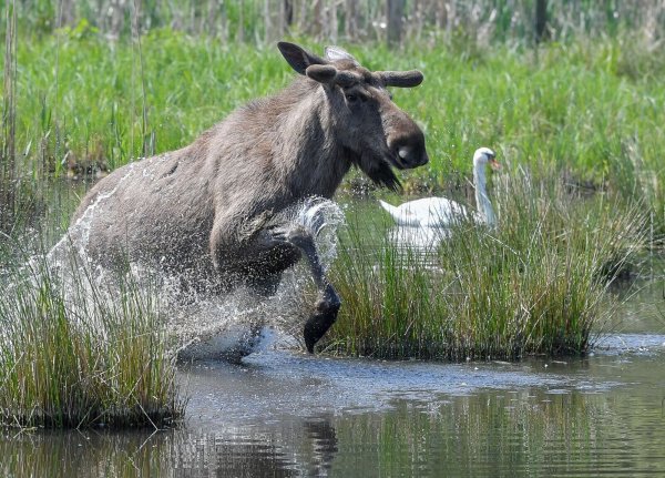 Experten glauben, dass sich die Tiere künftig wieder dauerhaft in Deutschland ansiedeln könnten. (Symbolbild) - © Patrick Pleul/dpa-Zentralbild/dpa