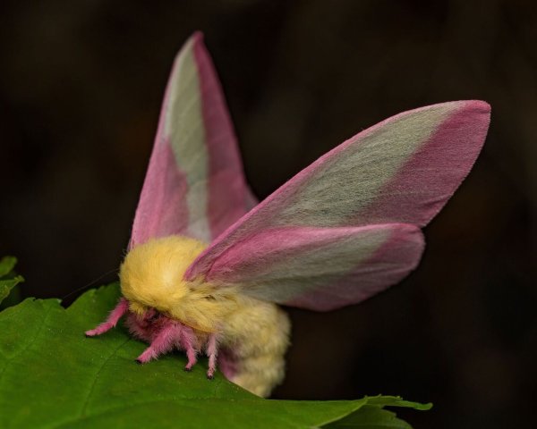 Hübsch sieht der Falter Dryocampa rubicunda mit seinen zarten Farben und der wilden Löwenmähne aus. - © Jeremy Squire/Florida Museum of Natural History/dpa