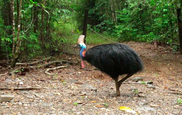 Helmkasuare sind die drittgrößten Vögel der Welt. (Archivbild) - © Wilson Ring/AP/dpa