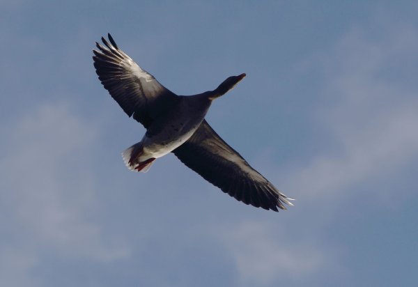 Eine Wildgans fliegt am Himmel - die Geflügelpest hat eine ihrer Artgenossinnen erwischt. - © Robert Michael/dpa-Zentralbild/dpa