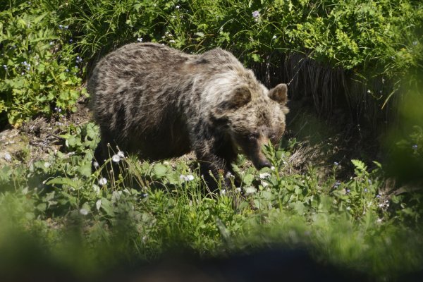 Ein Braunbär in einem slowakischen Gebirgstal. In der Slowakei gibt es mehr als tausend frei lebende Braunbären. (Archivbild) - © Milan Kapusta/tasr/dpa