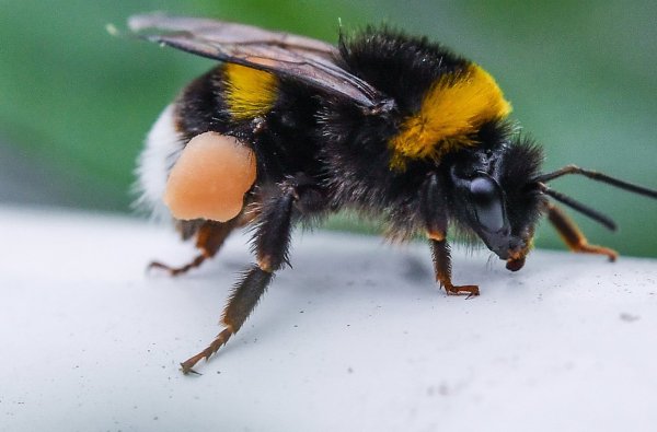 Hummel auf Nahrungssuche - © Foto: Patrick Pleul/dpa